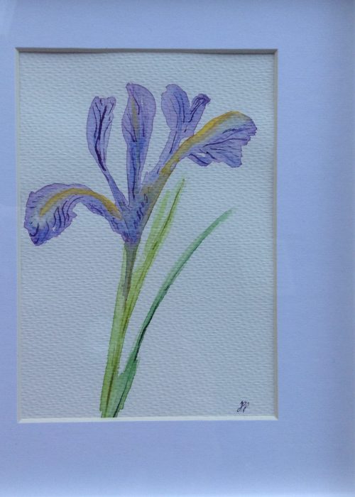 Artstudiopotters iris