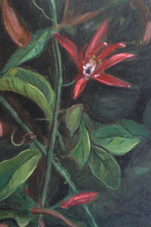 Passiflora1